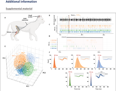 Spinal rotational dynamics orchestrate locomotor recovery