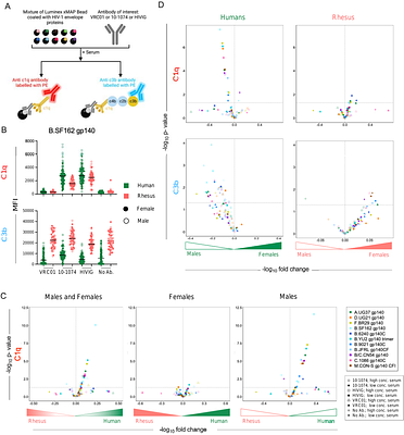Sex and species associated differences in Complement-mediated immunity in Humans and Rhesus macaques