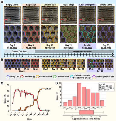 BroodScan: A Honeybee Brood Scanner Technology