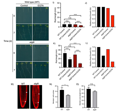 ATG8i Autophagy activation is mediated by cytosolic Ca2+ under osmotic stress in Arabidopsis thaliana