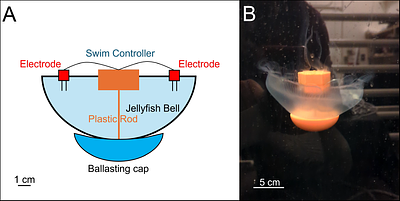 Non-invasive measurement of metabolic rates of free-swimming jellyfish using volumetric laser scanning