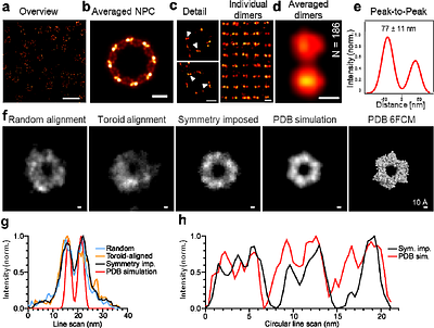 Nanoscale imaging of expanded cells and proteins with spontaneously blinking dyes