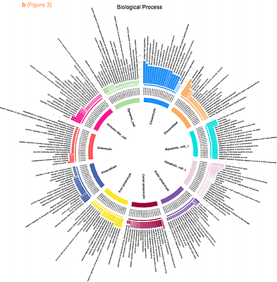 Calcareous sponge cell atlas provides support to homology between sponge and eumetazoan body plans
