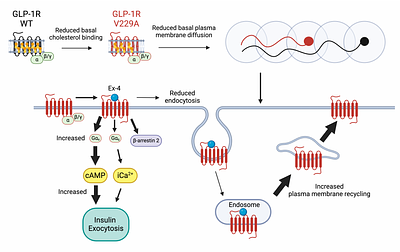 Molecular mapping and functional validation of GLP-1R cholesterol binding sites in pancreatic beta cells