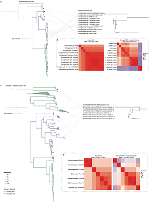 Vertical inheritance and loss-driven evolution of secretion systems in the bee gut microbiota