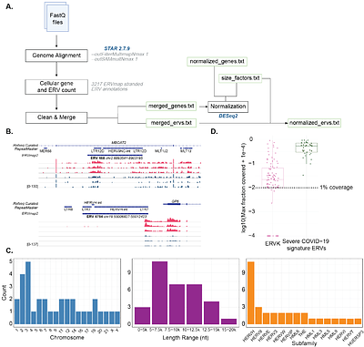 Bulk and single-cell transcriptomics reveal elevated endogenous retrovirus expression linked to immunopathology in severe COVID-19.
