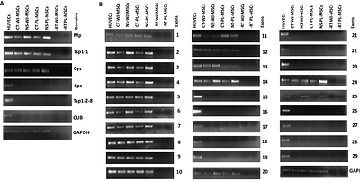 Identification of a Novel Spliced Variant of ADAMTS13 in Human Mesenchymal Stem Cells