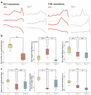 Multiplexed, scalable analog recording of gene regulation dynamics over weeks using intracellular protein tapes