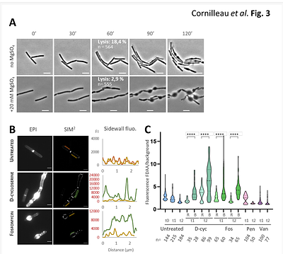 Differential impact of cell wall antibiotics on the Rod complex and aPBPs in Bacillus subtilis: Insights into the peptidoglycan elongation machineries