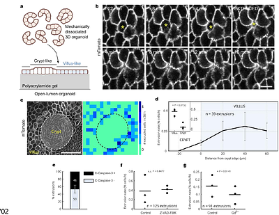 Mechanical Coordination of Intestinal Cell Extrusion by Supracellular 3D Force Patterns