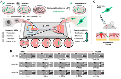 Microfluidic Mechanical Reactivation of Aged Stem Cells