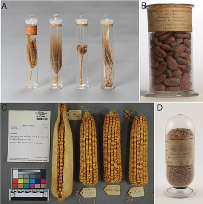Historical plant embryos as alternative sources of ancient DNA for whole genome sequencing