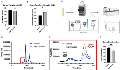 High Glucose Diet Induces Hepatic Iron Overload Contributing to Metabolic Dysfunction