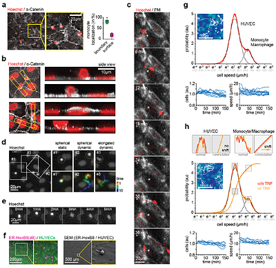 Primary Human Neutrophils and Monocytes/Macrophages Migrate along Endothelial Cell Boundaries to Optimize Search Efficiency