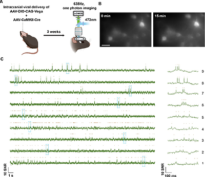 A photostable genetically encoded voltage indicator for imaging neural activities in tissue and live animals