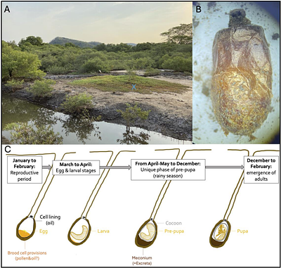 Good parenting of oil-collecting bees: microbial defense in nests of Centris bees?