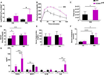 Intercellular adhesion molecule-1 protects against adipose tissue inflammation and insulin resistance but promotes liver inflammation and hepatic fibrosis in mice