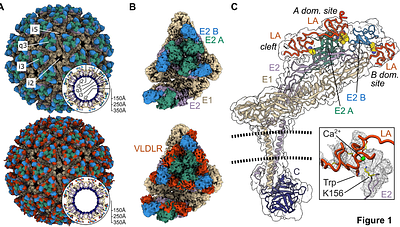 Structural and functional basis of VLDLR receptor usage by Eastern equine encephalitis virus