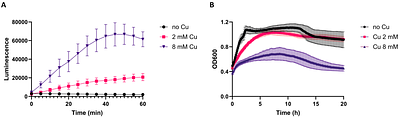 Copper stress upregulates oxidative stress response, histidine production and iron acquisition genes in E. coli