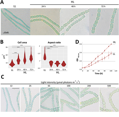 The cyanobacterium Anabaena uses pleomorphism as an acclimation strategy to high light stress