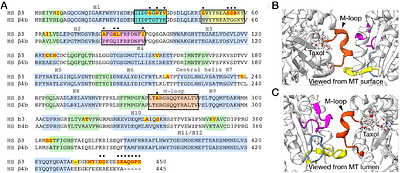 Mutating the interprotofilament interface allows microtubules to assemble in GDP