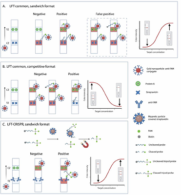 A novel tripod probe and lateral flow test to improve CRISPR/Cas12a assay: benefits of branched probe based on trebler phosphoramidite modification