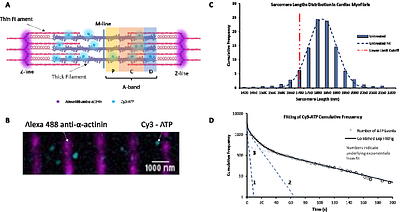 Spatially resolving how phosphorylation affects β-cardiac myosin activity in porcine myofibril sarcomeres with single molecule resolution