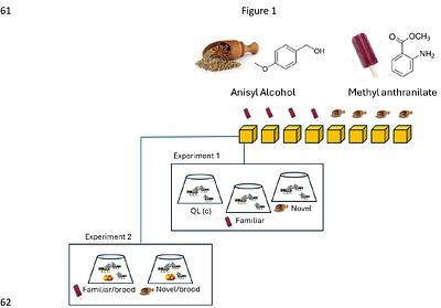A social bee can learn a novel queen pheromone