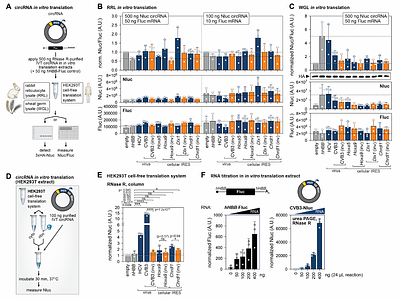 Synthetic circRNAs employ IRES activity for translation in cells and in cell-free translation systems