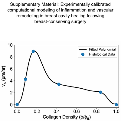 Experimentally calibrated computational modeling of inflammation and vascular remodeling in breast cavity healing following breast-conserving surgery