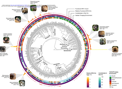 Expansion of Olfactory Receptor Family 14 Across Fossorial and Insectivorous Mammals