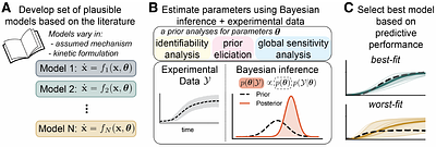 Systems modeling and uncertainty quantification of AMP-activated protein kinase signaling