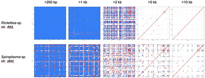 Concerted genome expansion of heritable symbionts in an insect host
