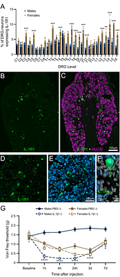 Multimodal transcriptomics and calcium imaging reveal a novel subset of polymodal nociceptors expressing the interleukin 1 receptor in mice