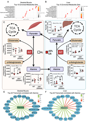 Ulk1(S555) inhibition alters nutrient stress response by prioritizing amino acid metabolism