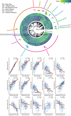 Revealing Multidimensional Associations in Life History Traits Across Four Animal Taxa