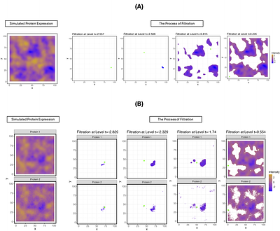 Topological Data Analysis of Spatial Protein Expression in Multiplexed Spatial Proteomics Studies