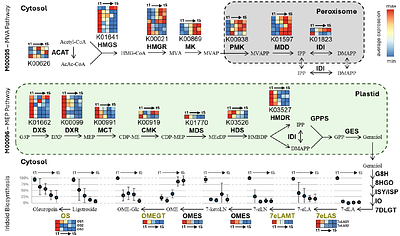 It runs in the family: Discovery of enzymes in the oleuropein pathway in Olive (Olea europaea) by comparative transcriptomics
