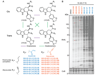 A Global Ligandability Map of Tryptoline Butynamide Stereoprobes Identifies Covalent Inhibitors of the Actin Maturation Protease ACTMAP