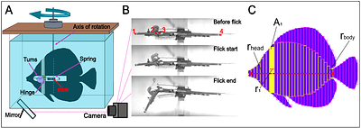 Twist and Snout: Head and Body Morphologies Determine Feeding Kinematics in Substrate-Biting Fishes