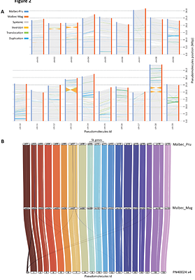 Diploid genome assembly of the Malbec grapevine cultivar enables haplotype-aware analysis of transcriptomic differences underlying clonal phenotypic variation