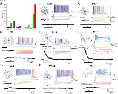 Tbr2-Dependent Parallel Pathways Regulate the Development of Distinct ipRGC Subtypes
