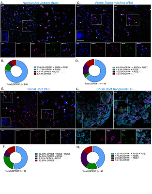 RGS6 regulates Kappa Opioid Receptor-mediated antinociceptivebehaviors