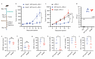 Secreted antigen A peptidoglycan hydrolase is essential for Enterococcus faecium cell separation and priming of immune checkpoint inhibitor cancer therapy