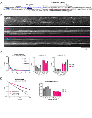 Kinetic proofreading as a mechanism for transcriptional specificity in living human cells