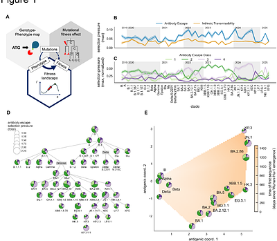 Natural selection driven by escape from shifting antibody classes shapes SARS-CoV-2 evolution