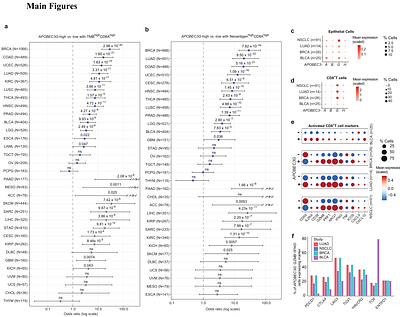 APOBEC3G expression marks a TMB-high, T cell-inflamed tumor state and is associated with response to immune checkpoint blockade in multiple cancer cohorts