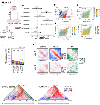 Identification of Parkinson's disease-associated regulatory variants in human dopaminergic neurons reveals modulators of SCARB2 and BAG3 expression