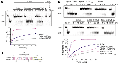Localization-dependent activation of the DEAD-box ATPase Vasa by eLOTUS domains