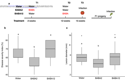 Developmentally regulated generation of a systemic signal for long-lasting defence priming in tomato